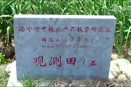 2015年金鄉(xiāng)大蒜面積調(diào)研（一） (1773播放)