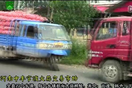 2015年大蒜收購?fù)緦嶄?——記河南中牟大蒜市場 (2386播放)