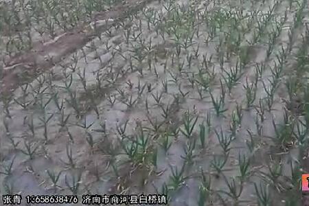 2016年商河大蒜苗情及產(chǎn)量預(yù)估 (2768播放)