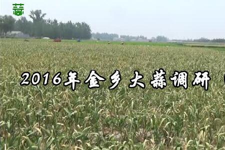 2016年金鄉(xiāng)大蒜調(diào)研（下集） (3764播放)