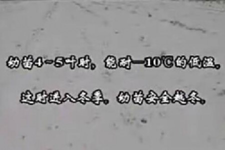 大蒜種植技術(shù)--苗田管理技術(shù) (4149播放)