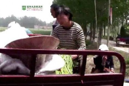 金鄉(xiāng)蒜苔喜獲豐收—“老石說(shuō)市”第十一期 (2928播放)