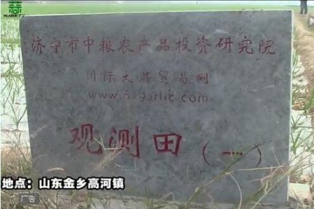 2015年金鄉(xiāng)觀測田新蒜長勢記錄—“老石說市”第十六期 (4680播放)