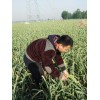 大量?jī)?yōu)質(zhì)蒜苔，量大從優(yōu)