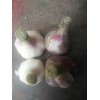 濟南白橋鮮蒜頭已經上市