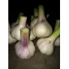 本人大量供應(yīng)混級(jí)大蒜