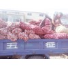 金鄉(xiāng)周邊蒜菏澤蒜，各種等級(jí)。可以兌各種噸位貨。長(zhǎng)年大量代收，
