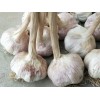 大名賀盛農(nóng)業(yè)開發(fā)有限公司，優(yōu)質(zhì)”蒜種