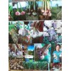 大名賀盛農(nóng)業(yè)開發(fā)有限公司優(yōu)質(zhì)蒜種培育基地，