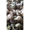 長期求購，無芽，無糖，精品蒜米料