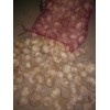 本人大量求購蒜米料，和一般靠上混級(jí)