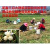 云南大理本地人 大量出售高原紫皮大獨(dú)蒜 丫蒜