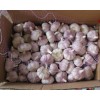 專業(yè)代收金鄉(xiāng)大蒜、蒜薹、辣椒、冷庫出租