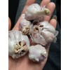 本大蒜，蒜干，色紅