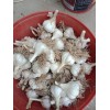 蒜農(nóng)直供優(yōu)質(zhì)4-6瓣脫水大蒜，蒜米料