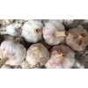 本地區(qū)蒜米料，脫水蒜。希望有實(shí)力的蒜米廠和蒜片廠來地合作