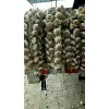 誠(chéng)信代收臨清高產(chǎn)量辮子蒜蒜種