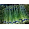 常年經(jīng)營大蒜、蒜米、蒜片、蒜苔 辣椒加工儲存