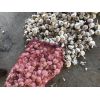 大量供應蒜米料