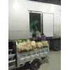 徐州豐縣昌盛食品公司專業(yè)代收大蒜，蒜苗，蒜薹，蒜黃