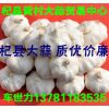 常年大量供應(yīng)杞縣大蒜(混級蒜、印尼蒜、扒米蒜、脫水蒜），質(zhì)優(yōu)價(jià)廉