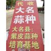 本人大量供應(yīng)大名蒜種，蒜米料，蒜黃料