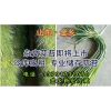 專(zhuān)業(yè)儲(chǔ)存金鄉(xiāng)蒜苔、冷庫(kù)出租、位置好