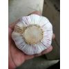 本人專業(yè)代收邳州早熟鮮蒜，苔蒜，庫蒜