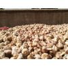 大量提供邳州原皮蒜：大混級、中混級、印尼貨、蒜米料和精品小蒜