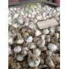 代收斑鳩店蒜黃蒜，蒜米料