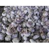 誠信代理金鄉(xiāng)大蒜 蒜片 蒜薹加工，儲存，銷售業(yè)務