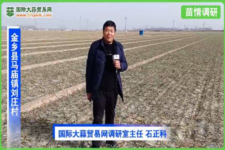2021年1月份寒潮后金鄉(xiāng)大蒜苗情調(diào)查 (3156播放)