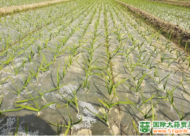 寒潮過(guò)后，蒜苗你還好嗎？ ()