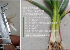 氣候反復(fù)無(wú)常、大蒜長(zhǎng)勢(shì)有何影響？ ()
