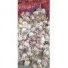 本公司大量供應(yīng)大名蒜種，蒜黃，蒜米料，蒜薹等……