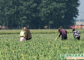 2021 早熟蒜薹、鮮蒜上市情況如何？ ()