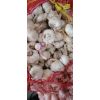 新蒜上市了，本人供應(yīng)市場包裝蒜，凈蒜