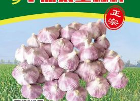 618來了！金鄉(xiāng)太空蒜種讓利了！ ()