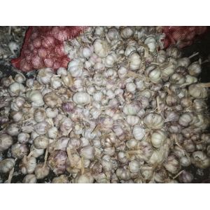 求購(gòu)蒜米料，及老蒜切片