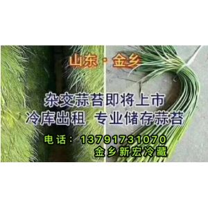 專(zhuān)業(yè)儲(chǔ)存金鄉(xiāng)蒜苔、冷庫(kù)出租、位置好