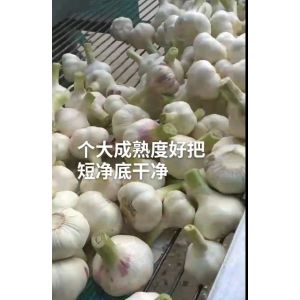 淮陽扒皮鮮蒜、毛蒜