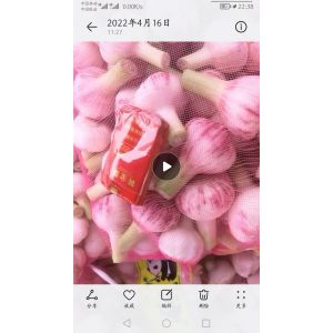 大量供應(yīng)扒皮鮮，大蒜