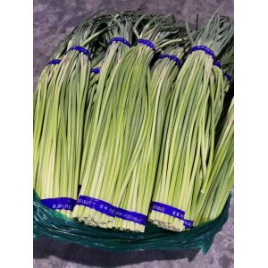 邳州精品小紅帽蒜薹冷庫(kù)開庫(kù)銷售