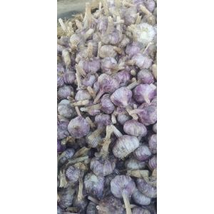 河北大名紫皮大蒜培育基地，優(yōu)質(zhì)蒜種，大量供應(yīng)