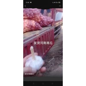 本人大量提供。大蒜。蒜種。蒜黃料