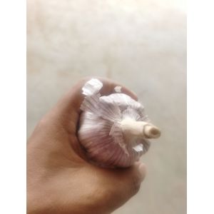 自種紫皮大蒜十噸?？勺鏊夥N