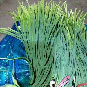 優(yōu)質(zhì)蒜苔火熱銷售中。