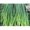 蒜苔 平度仁兆蒜薹4月中旬大量上市，有需要老板提前聯(lián)系