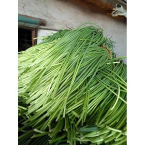 金鄉(xiāng)蒜薹即將大量上市，行情咨詢(xún)冷庫(kù)預(yù)定中