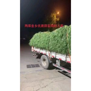 金鄉(xiāng)蒜薹即將大量上市，冷庫(kù)預(yù)定中